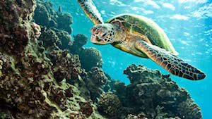 Морская черепаха на Северном Кипре